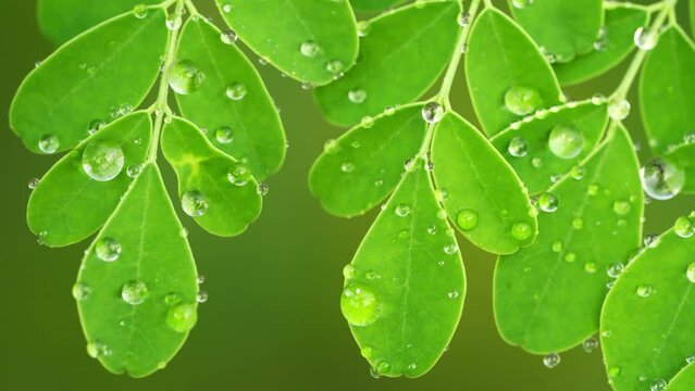 Detailed view of fresh green moringa oleifera leaves on tree in plantation