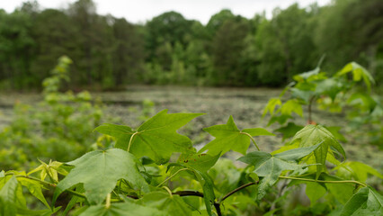 trees and lake in park