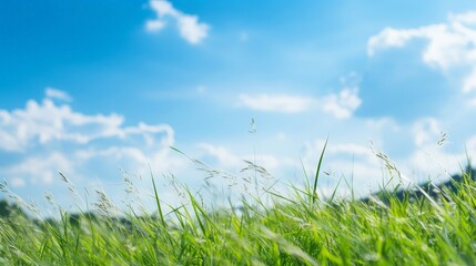 Fototapeta premium Vibrant green grass field under a clear blue sky with fluffy white clouds
