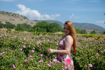 Young and beautiful woman walking among pink roses.  Famous Isparta rose.