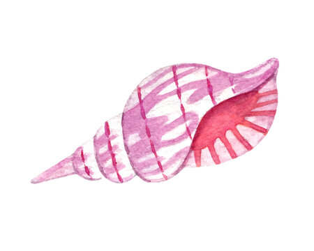 Vector bright colorful hand drawn watercolor illustration of seashell isolated on white background