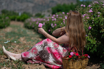 Blonde, young and beautiful woman sitting in a rose field with a basket of roses.  The famous Isparta rose.