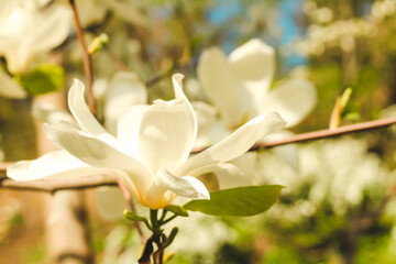 White magnolia flower close-up in botanical garden