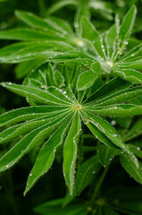 Close up of leafs covered with water drops after rain. High quality photo