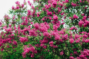 Obraz premium Pink lilac flower close-up in botanical garden