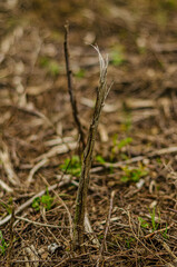 Cracked and dry, peeled plant in the field High quality photo