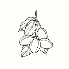Line art plum branch illustration
