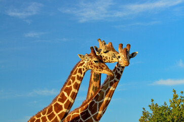 giraffe on the sky background © IOANNIS