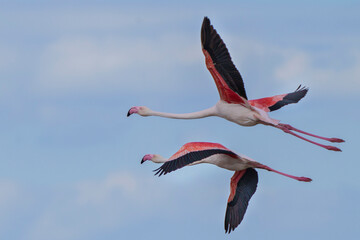 Fliegende rosarote Flamingos in der freien Natur © Joachim Berninger