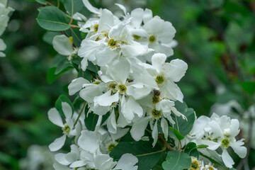 Fototapeta premium Blooming pearl bush of exochorda in springtime in park. Beautiful white flowers exochorda alberta on ornamental shrub. Green leaves plants in rosaceae family on branches. Spring blossom in sunny day.