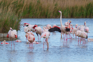 Rosarote Flamingos in der freien Natur