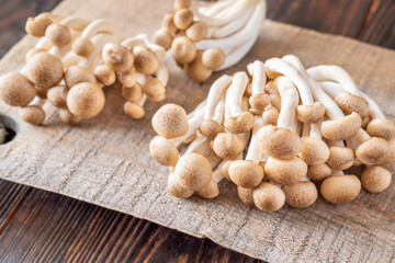 Brown beech mushroom