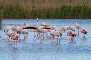 Rosarote Flamingos in der freien Natur