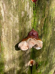 Beartown State Park - Pocahontas County, WV