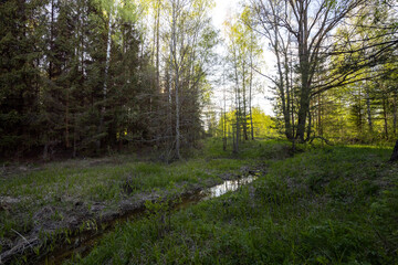 spring landscape with trees near the shore of a reservoir, a small river flows into a forest pond.