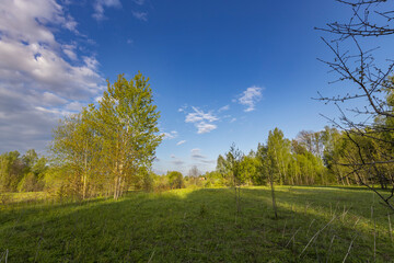 Scenic view of a grassy field. Spring landscape with bright and young green grass. Small trees in...