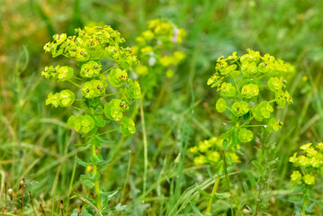 pictures of wild plants, medicinal flowers. photos of spurge flowers.