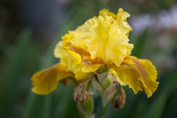 A radiant yellow flower blooms as it basks in the sunlight on a textured green plant, showcasing its delicate petals up close.