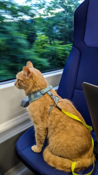 The cat on the train