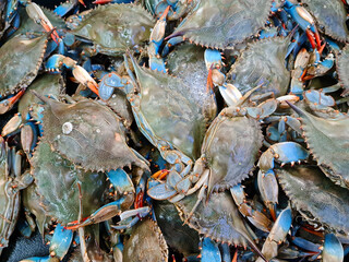 blue crab at the fish market, fishmonger