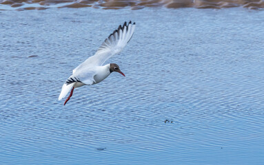 Black headed gull flapping its wings