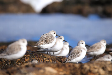 Flock of small sanderling birds on a rock