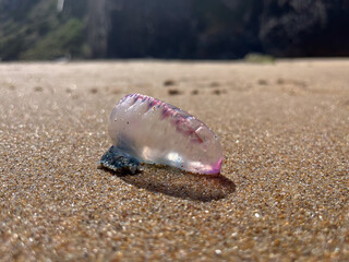 A portuguese man-o-war, Physalia, on a beach
