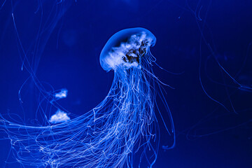 Close-up of jellyfish swimming gracefully in water © Wirestock