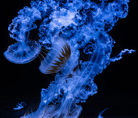 Close-up of jellyfish swimming gracefully in water © Wirestock