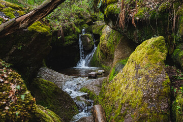 Mosscovered rocks surround a small forest waterfall