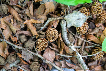 Hojas de otoño 