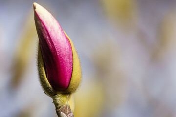 Magnolia.