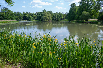 A lake in green nature