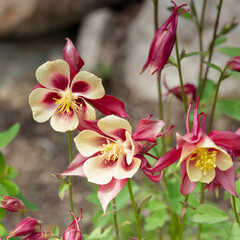 (Aquilegia x caerulea) Colombine 'Crimson Star' flowers. Upright clumps of Crimson-red flowers and...
