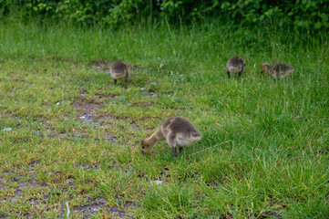 Goslings in the green grass