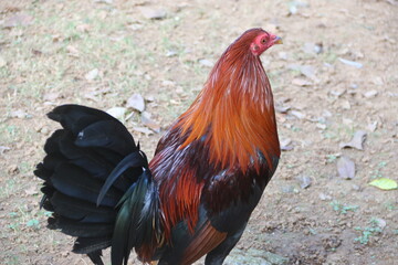 Rooster