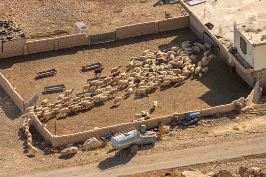 Aerial View of a Sheep Pen in Rural Jordan: Traditional Farming and Rustic Charm in Middle Eastern Countryside