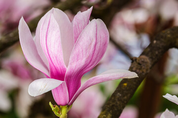 Magnolia.