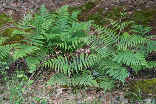 Closed up on the fresh green leaves of a Braken fern, Pteridium aquilinum in the forest