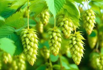 A close-up of hop cones on a vine