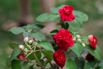 Begonia flower. Red Flower On Dark Background. Beautiful Red Kudalu Flower