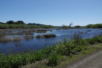 Scenic view on a marshy, wetlands nature reserve at Coquille , Oregon , USA on a sunny day