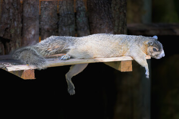 Sherman's Fox Squirrels a threatened species
