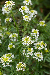 Closeup on he white flowering North-American Watercress or yellowcress wildflower, Nasturtium officinale at Bandon, Oregon