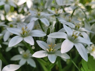 White small flowers swaying in the wind, floral background,