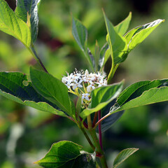 Obraz premium Red-osier Dogwood Flower