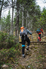 Obraz premium Two individuals are trekking through a forest trail, surrounded by towering trees and lush terrestrial plants. They carry backpacks and hiking equipment as they enjoy the natural landscape