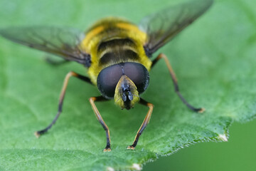 Extreme closeup on the head and eyes of European Batman hoverfly, Myathropa florea sitting on a leaf in the garden