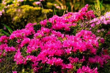 万年山のミヤマキリシマ