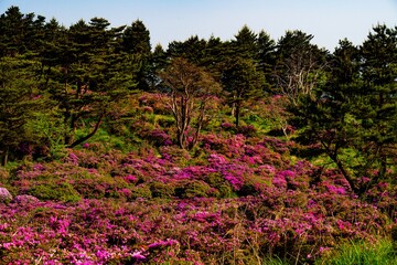 万年山のミヤマキリシマ